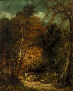 Paesaggio boscoso